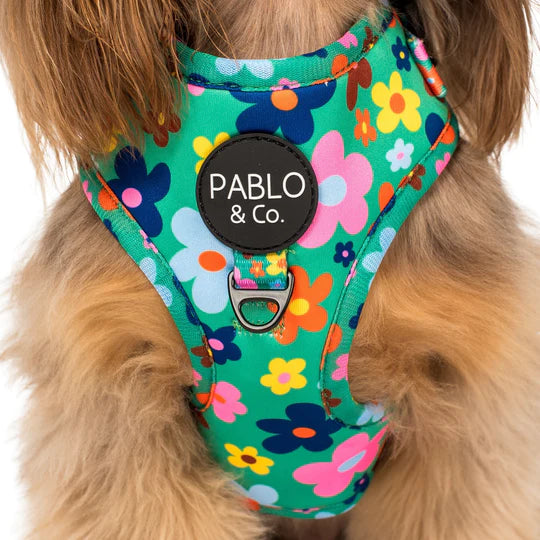 Funky dog outlet harness