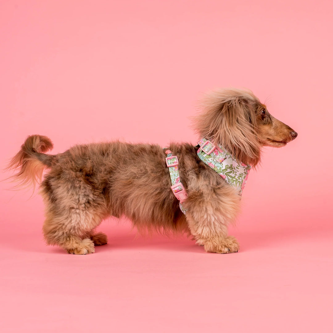 Flora and Fern: Adjustable Harness- Small