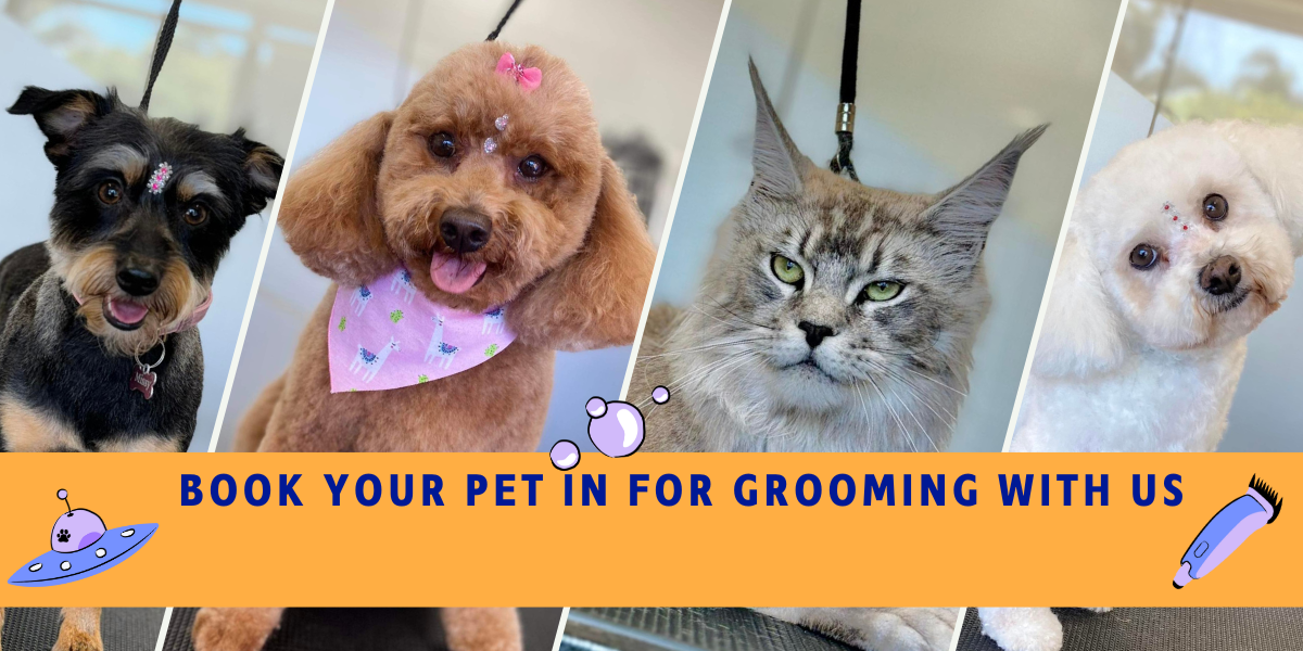 Book your pet in for a groom!