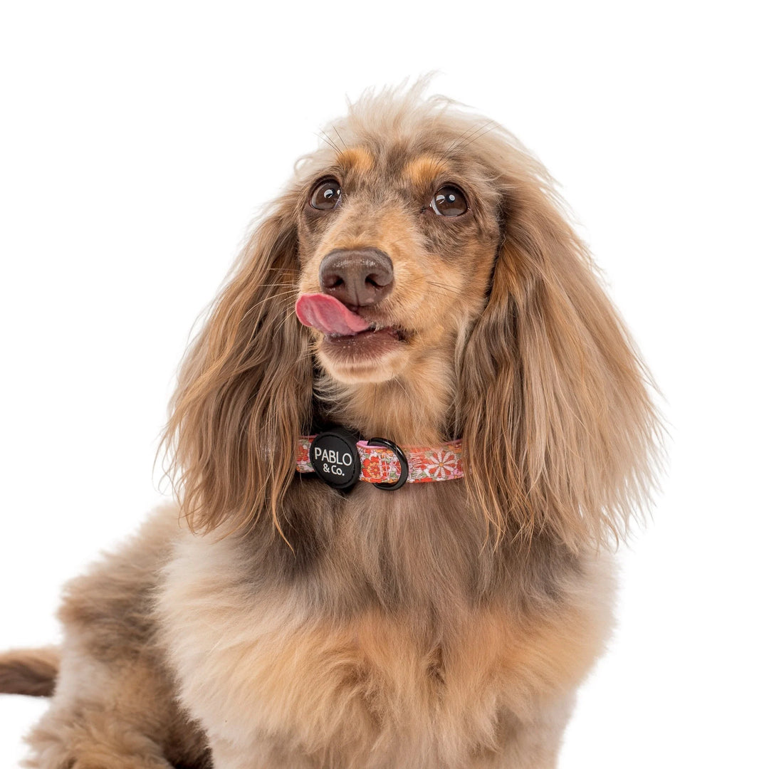 Flowers in the Field Dog Collar- S