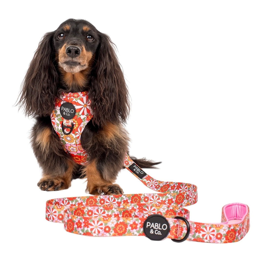 Flowers in the Field Dog Leash- 2.5cm