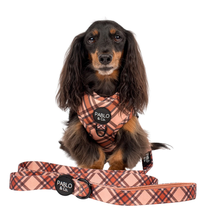 Kensington Dog Leash- 2.5cm