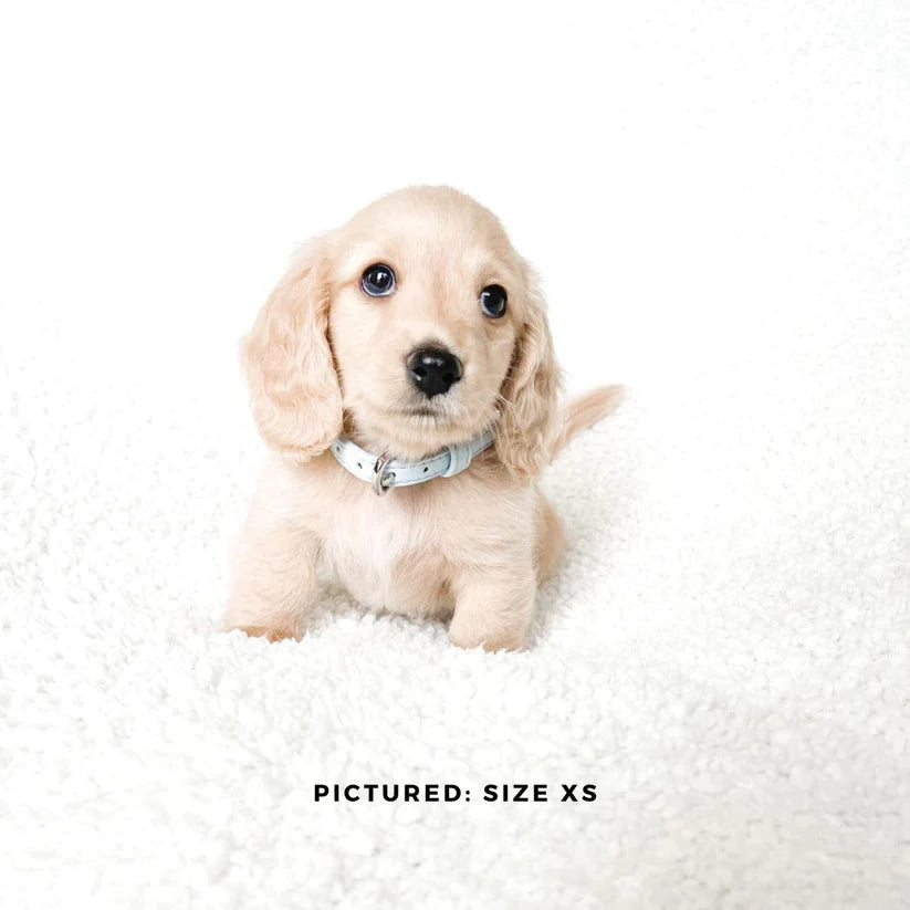 St Argo Collar- Soft Blue: XL