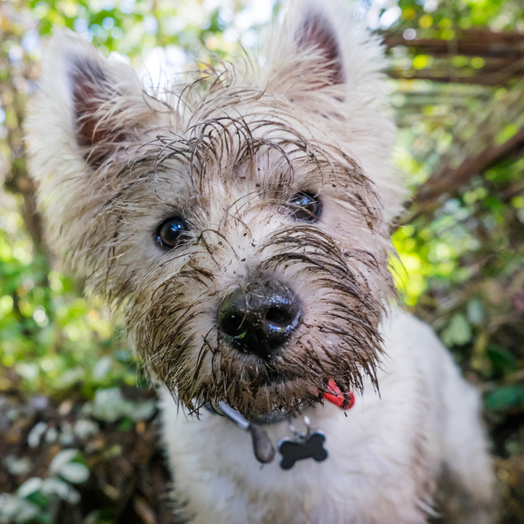 Stay Ahead of the Cold: Essential Winter Grooming Tips for Dogs