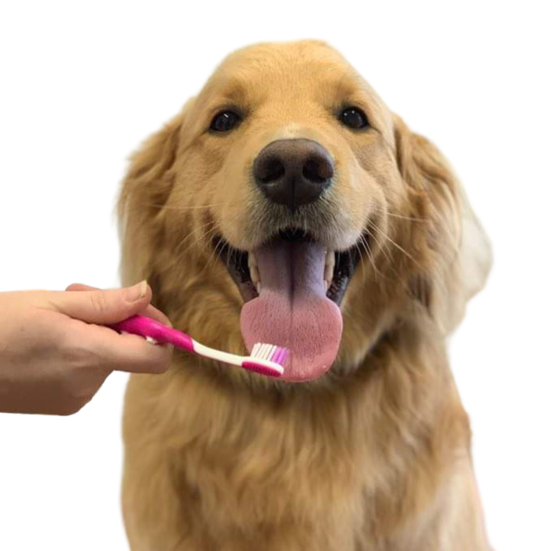 Keep Your Dog's Smile Sparkling: A Guide to Teeth Cleaning