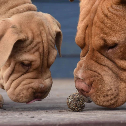 Doggy Bliss Balls