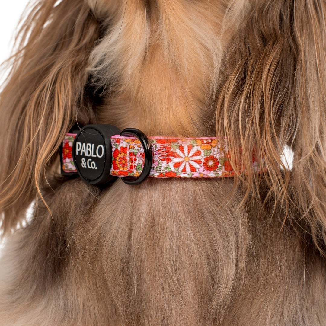 Flowers in the Field Dog Collar- L