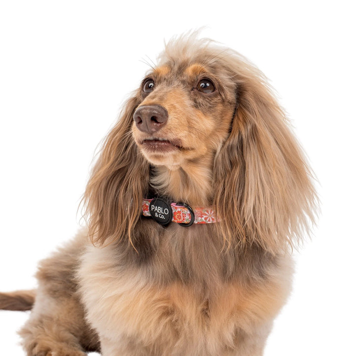 Flowers in the Field Dog Collar- M