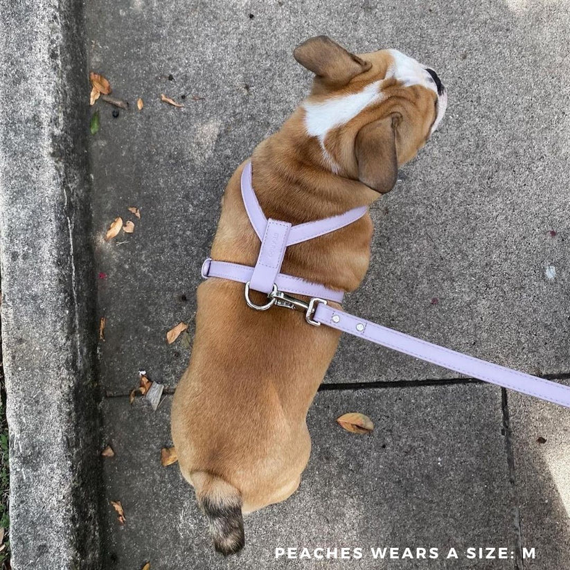 St Argo Harness- Lilac: SML